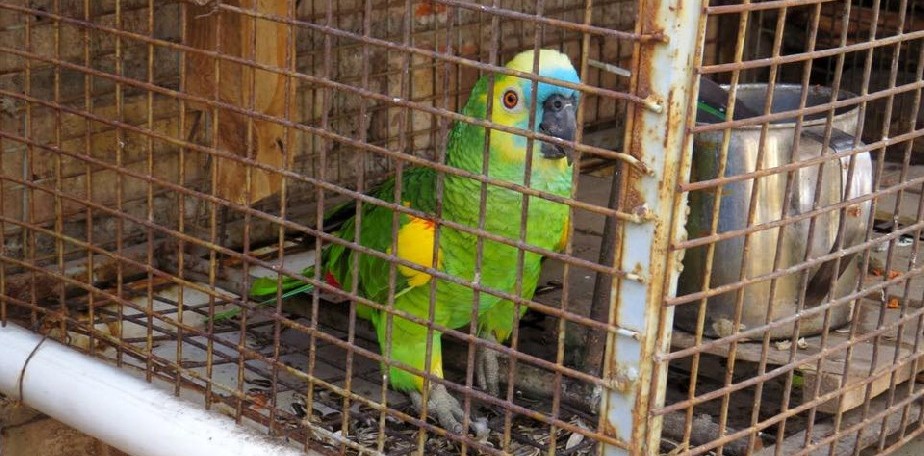 Hay que entregar las aves silvestres en cautiverio