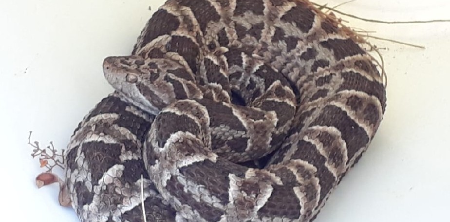 Capturaron una serpiente Yarar� en una casa del Lago Pellegrini