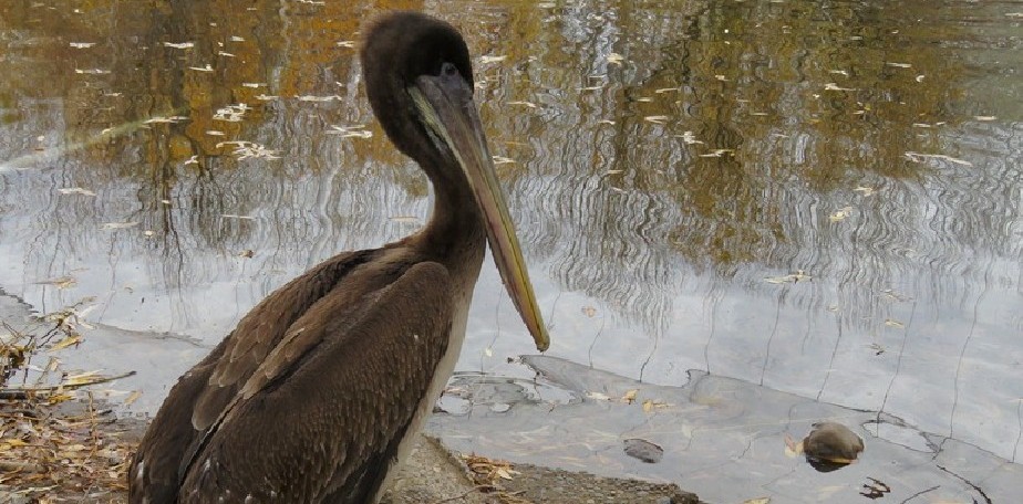 Hallazgo de Pel�cano peruano