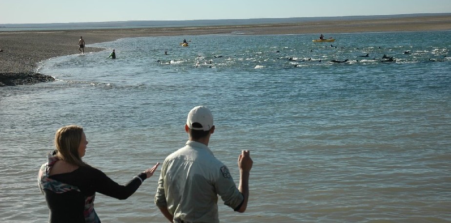 Delfines varados en la costa fueron rescatados exitosamente